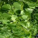 Cercidiphyllum japonicum fruits P2A